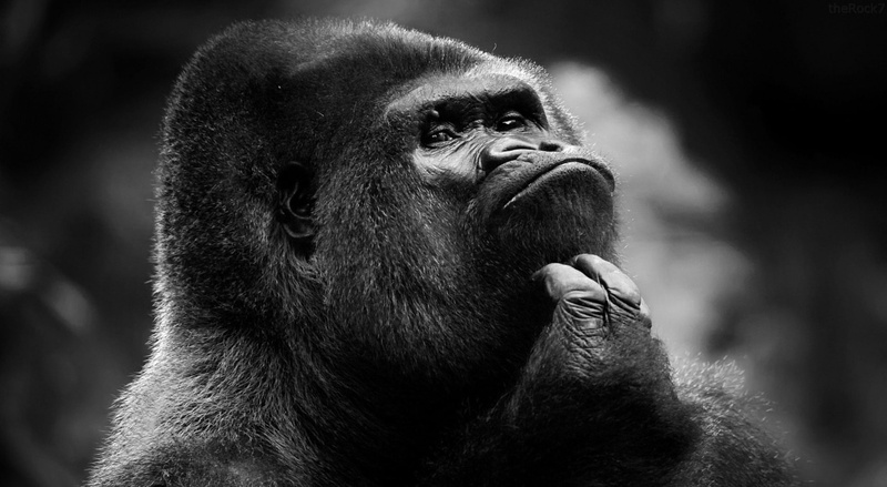1080P, black and white, gorilla, back, silver