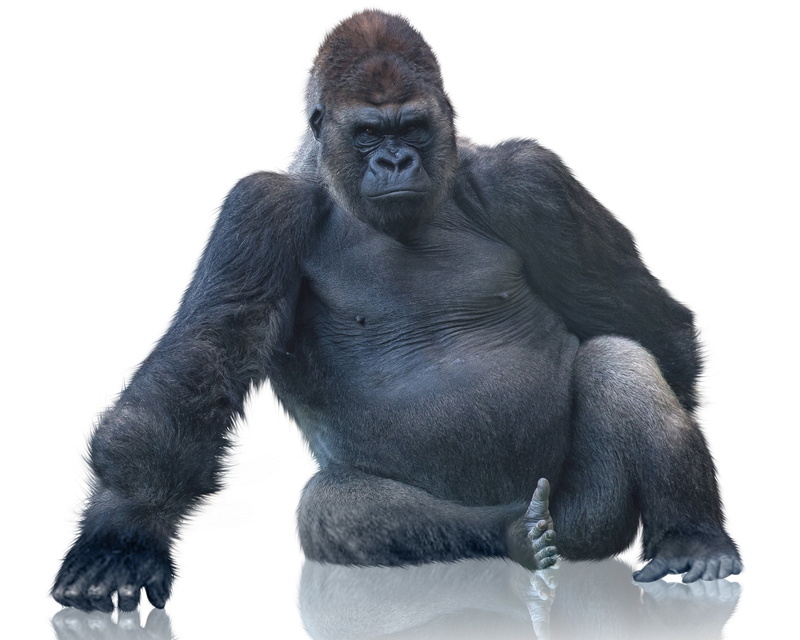 primate, gorilla, animals in the wild, portrait, studio shot, animal wildlife, vertebrate, 1080P, ape, full length, white background, front view, one animal