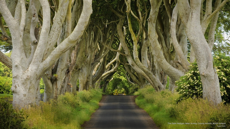 armoy, hedges, 2K, antrim, near, dark, ireland, county, north, Nature