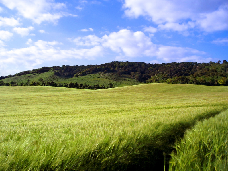 hills, England, tree, agriculture, uk, scenics, kent, field, North Downs, 1080P, hill, green grass, nature, kent  north, green Color, photo, daytime, cloudy