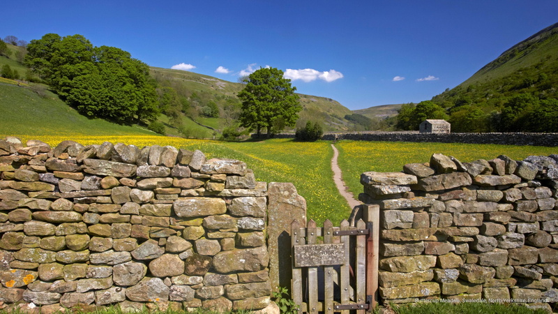 2K, meadow, yorkshire, swaledale, buttercup, north, Europe, england