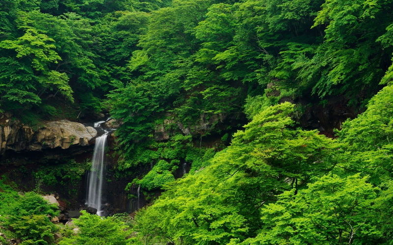 green color, plant, leafed, green, scenics - nature, water, non-urban scene, flowing, land, long exposure, trees, motion, outdoors, waterfall, fall, no people
