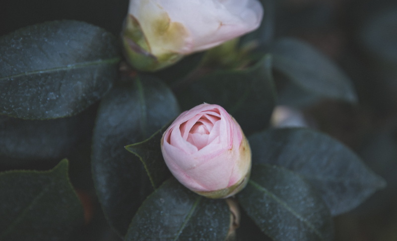 rose - flower, the huntington library, fragility, pink color, no people, petal, high angle view, flower, san marino, inflorescence, close-up, 5K, vulnerability