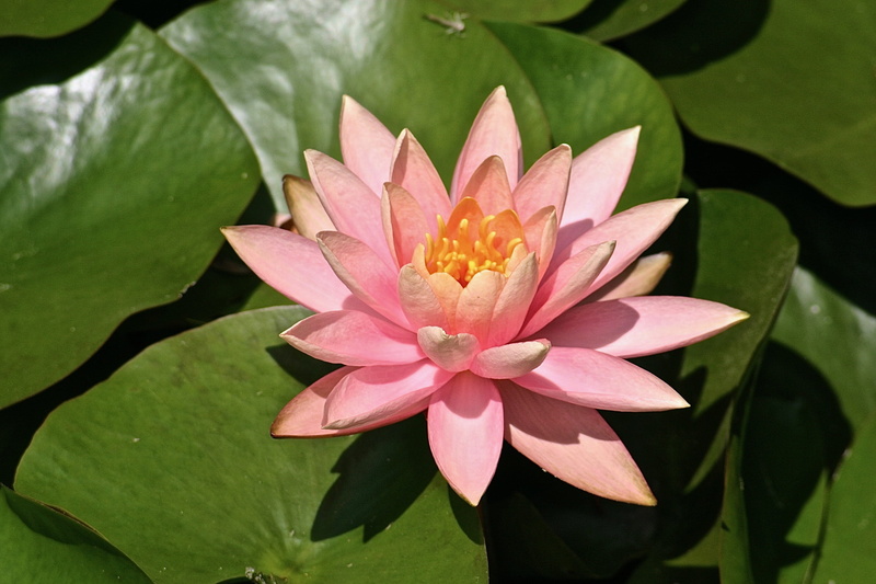 outdoors, 2K, leaf, flowering plant, plant, inflorescence, lotus water lily, springtime, water, growth, pink color, beauty in nature, plant part, flower head