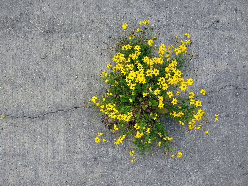 green, remarkable, city, grey, plant, freshness, flowers, vulnerability, background, concrete, flower, beauty in nature, flowering plant, impressive, force of nature