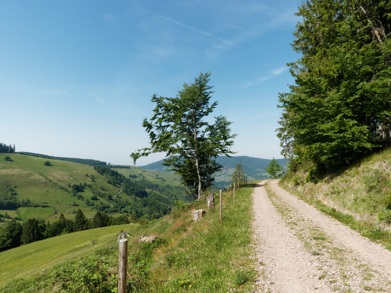 tranquil scene, beauty in nature, nature, tranquility, landscape, scenics - nature, green, diminishing perspective, sky, day, track, direction, transportation