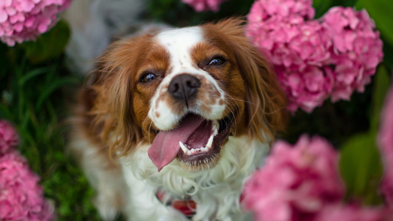 pets, spring, flowering plant, animal themes, king charles spaniel, portrait, panting, mouth, pink color, close-up, puppy love, domestic animals, animal