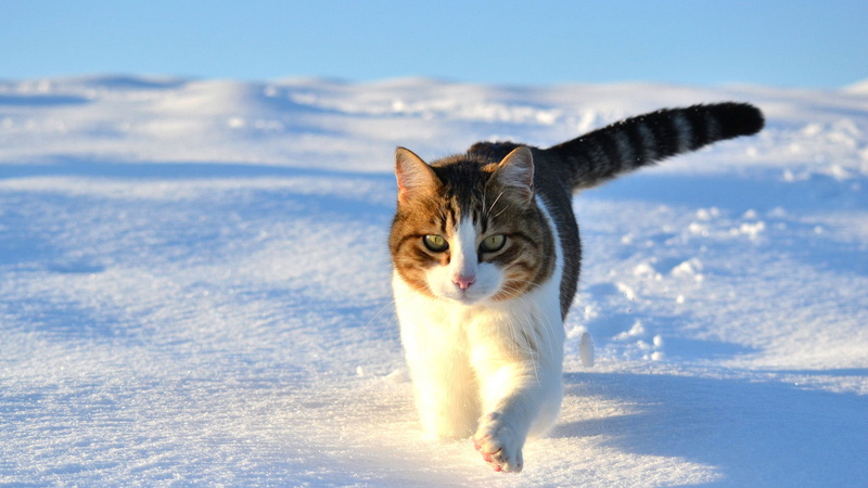 pretty, cold temperature, one animal, playful, adorable, kitten, dog, pets, baby, hair, nature, domestic animals, companion, fluffy, breed, looking, looking at camera