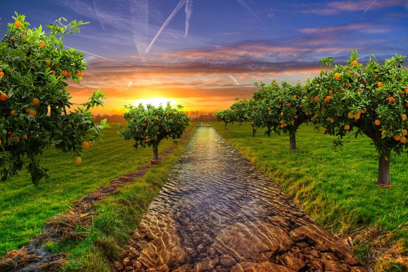 sun, garden, no people, scenics - nature, environment, lake, nature, plant, water, fruit tree, landscape, tranquility, tree, roche, outdoors, idyllic, orange color
