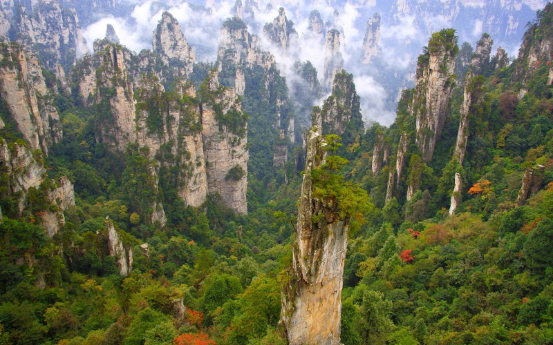 pine tree, forest, green color, plant, day, land, outdoors, tranquility, no people, tree, pine woodland, wulingyuan national park china forest mountain clouds limestone cliff trees green nature landscape