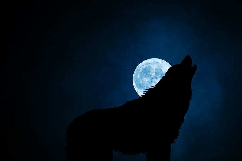 holding, moon surface, 2K, domestic Cat, black Color, one person, backgrounds, beauty in nature, planetary moon, blue, moonlight, hand, human hand, mammal