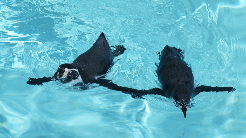 outdoors, vertebrate, day, water, two, animal, underwater, penguins, birds, animals in the wild, animals, two animals, fish, sea, swimming pool, 1080P