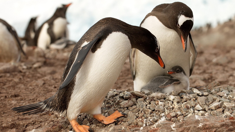 penguins, animals, 2K, baby animals, birds