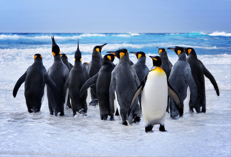 Animal, Bird, Penguin, Ocean, Birds, 1080P, Sea, King Penguin