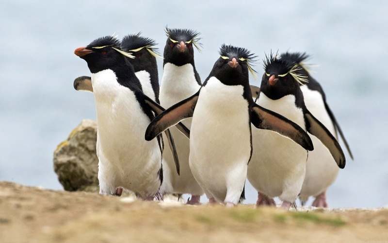 1080P, animals, bird, penguins, penguin, birds, hd