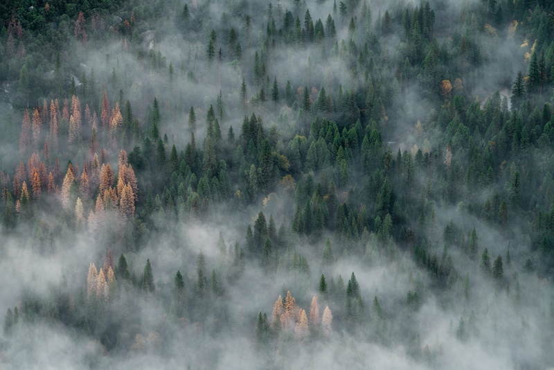 trees, beauty in nature, environment, growth, scenics - nature, fog, landscape, plant, tall, nature, evergreen tree, smoke - Physical Structure, pine, water