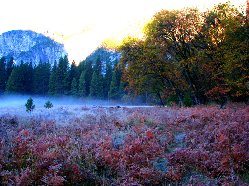 yosemite national park, scene, beauty In Nature, flower, cloudy, fern, water fern, meadow, ferns, scenics, plants, ground, landscape, daytime, tule fog