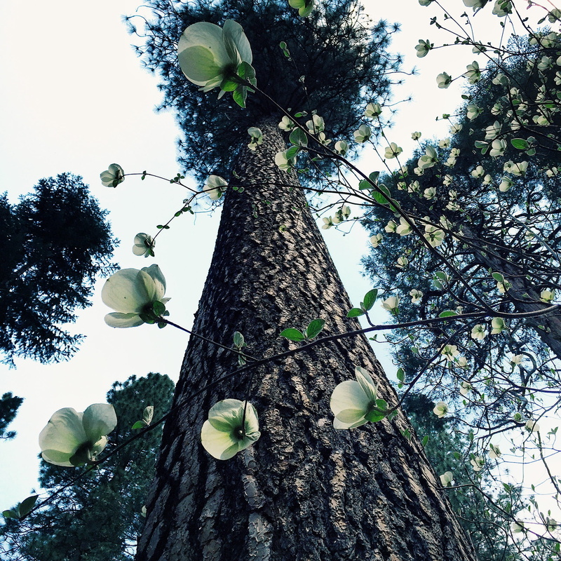 vulnerability, fragility, outdoors, nature, yosemite, yosemite village, united states, mirror lake trail, 1080P, growth, sky, low angle view, tree trunk