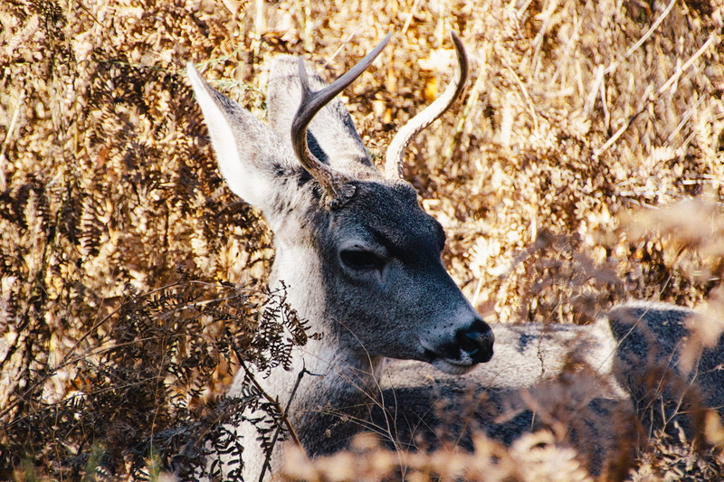 mammal, animal, yosemite valley, antler, herbivorous, nature, buck, vertebrate, field, day, united states, land, horned, animal head, gold, animal themes