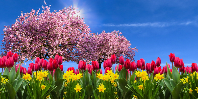 landscape, growth, freshness, osterglocken, beauty in nature, greeting card, springtime, agriculture, spring flower, frühlingsanfang, 4K, land, cherry blossom