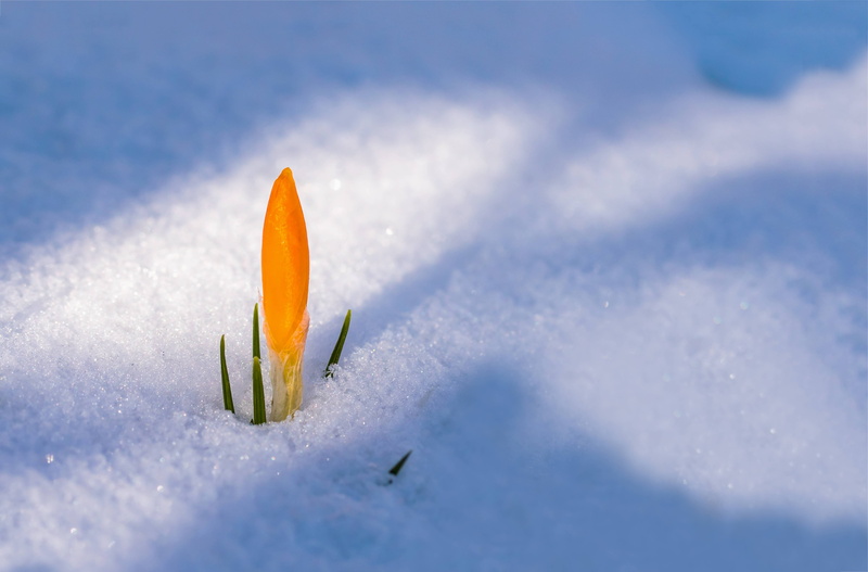 flower, awakening, spring, cover, 5K, snow, crocus