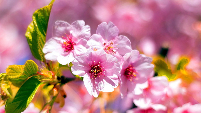 branch, awakening, blooming, bloomy, twig, 1080P, spring