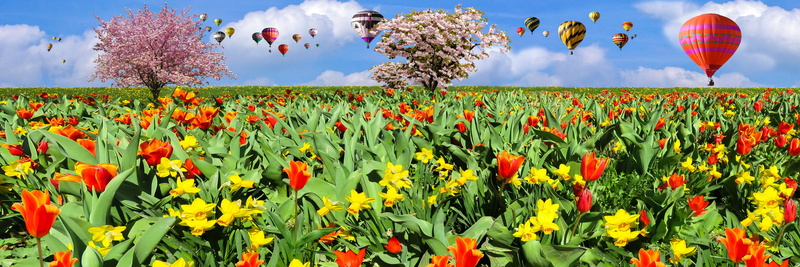 signs of spring, panorama, ornamental cherry, fly, spring awakening, spring flowers, freedom, blossom, sky, bloom, header, cloud - sky, rural scene, almond blossom