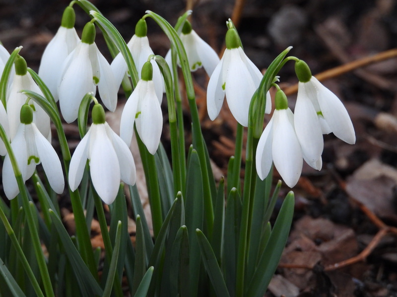 white color, focus on foreground, early spring, vulnerability, close-up, fragility, snowdrop, the awakening, outdoors, spring, the delicacy, land, 4K