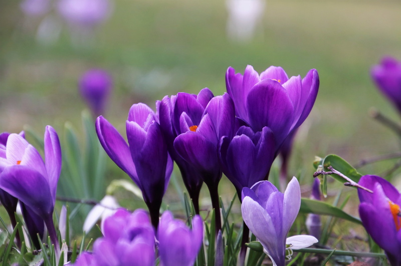 krokus, march, springtime, beauty in nature, land, spring, at the court of, harbingers of spring, flowering, close up, flower, plants, selective focus
