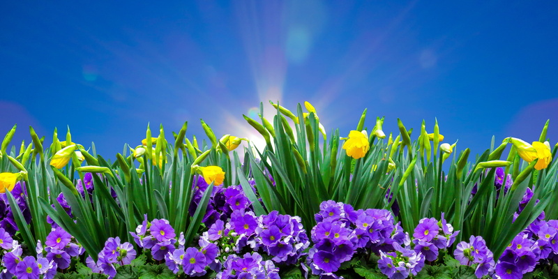 daffodil, harbinger of spring, freshness, multi colored, nature, flower, flower head, growth, narcissus, spring, green color, time of year, summer, digital