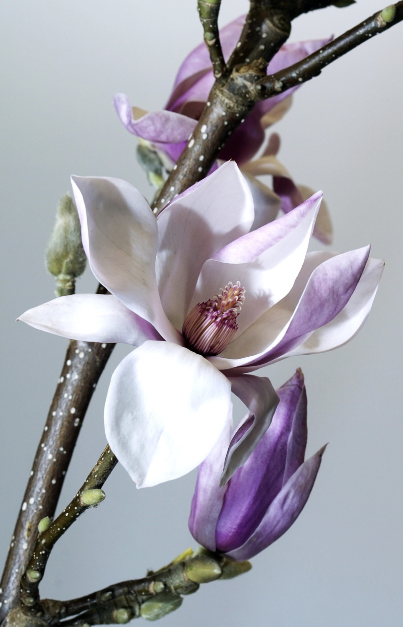 day, tender, studio, color, 5K, flower, white, vulnerability, light, fragility, no people, awakening, close, flowering plant, plant, nature, garden, orchid