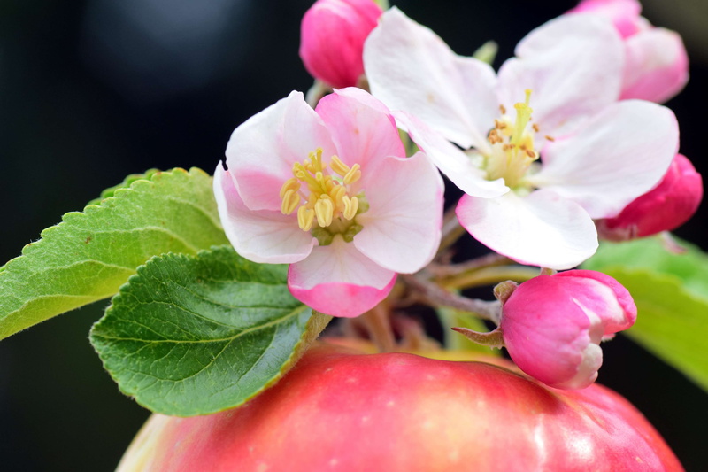 inflorescence, flower, plant, freshness, growth, apple blossoms, macro, apple tree blossom, 4K, apple tree, nature, pollen, beauty in nature, blossom