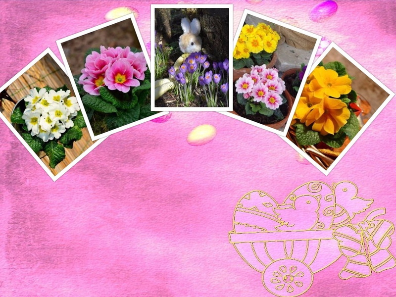 beauty in nature, splash of color, violet, flower head, pink color, high angle view, art and craft, 1080P, creativity, representation, bloom, flowering plant