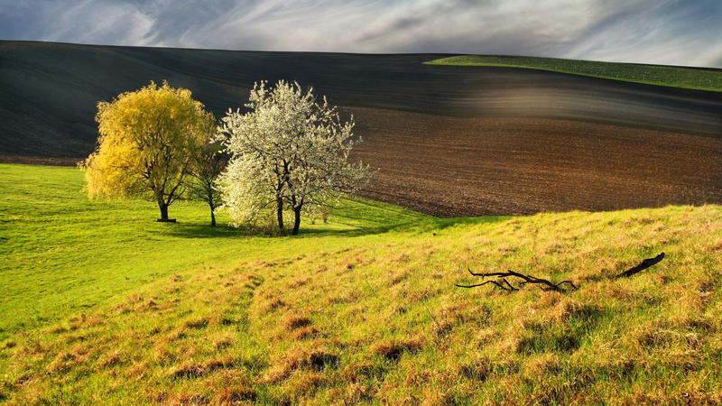 outdoors, green color, magic, no people, meadow, grass, spring, tranquility, czech republic, landscape, tree, day, waves, field, cloud - sky, scenics - nature