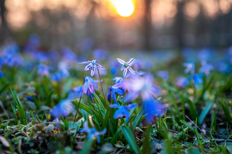 sunrise, garden, blue wonder, blue, grass, hannover, land, plant, march, scilla, fairy, flower bulb, peaceful, spring beauty, beauty in nature, sunlight