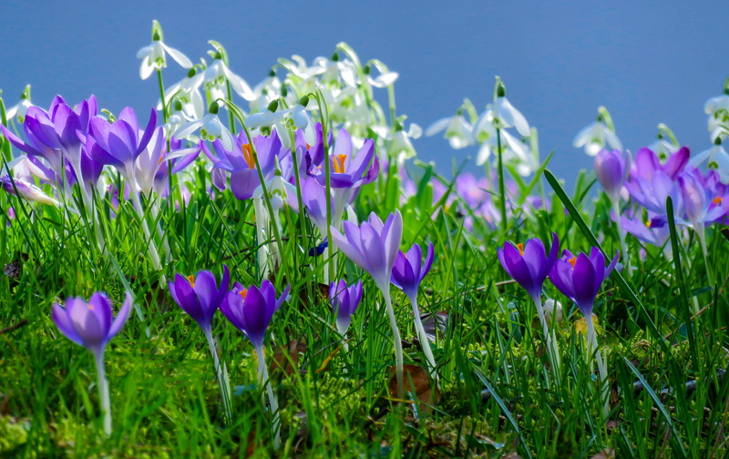 freshness, flower meadow, growth, meadow, plant, harbinger of spring, snowdrop, close, tulip, no People, field, flowerbed, summer, vulnerability, season