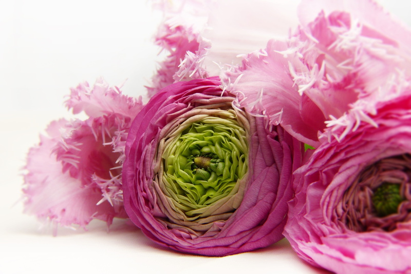 invitation, indoors, alternative medicine, love, food, white background, beauty, still life, essential oils, spring, close up, ranunculus, cosmetics, vegetarian food