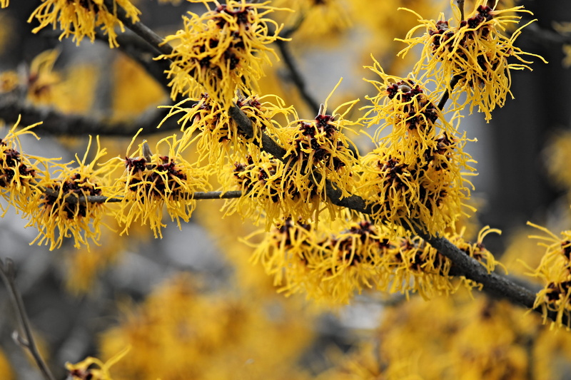 single flowers, plant, selective focus, day, natural condition, beauty in nature, garden, hamamelidaceae, bush, medicinal plant, witch hazel plant, branch