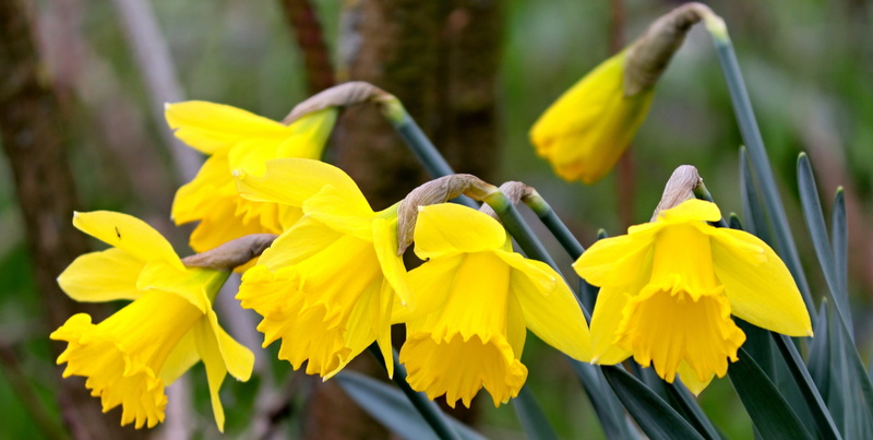 beauty in nature, nature, petal, flowering plant, daffodils, fragility, flower head, close up, cut flowers, springtime, day, 4K, close-up, park - man made space
