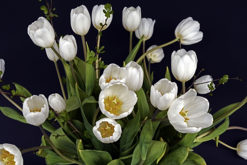 inflorescence, studio shot, freshness, mothers day, frühlingsanfang, thank you, tulips, spring flowers, bouquet of flowers, flowers, nature, centerpiece