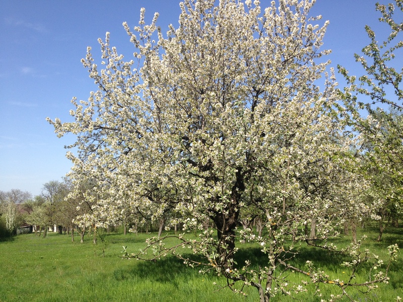 flora, branch, freshness, bloom, growth, no people, flowering plant, garden, nature, tranquility, outdoors, meadow, fruit, spring, flower, day, frühlingsanfang