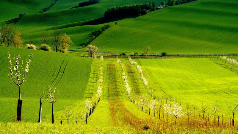 czech republic, beauty in nature, tree, idyllic, 5K, south moravia, landscape, field, scenics - nature, rural scene, tranquil scene, agriculture, rolling landscape