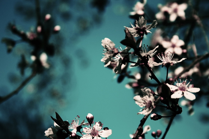 awakening, macro, blue, vulnerability, cherry tree, blossom, flower, spring, blossoms, flower Head, defocused, freshness, botany, petal, sky, branch, focus on foreground