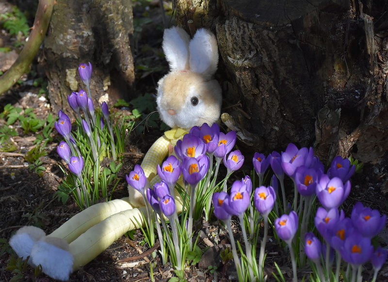 flowers, day, bloom, spring awakening, plush, toy, flower head, springtime, soft, petal, easter bunny, Hare, relax, Spring, close-up, easter greeting, crocus