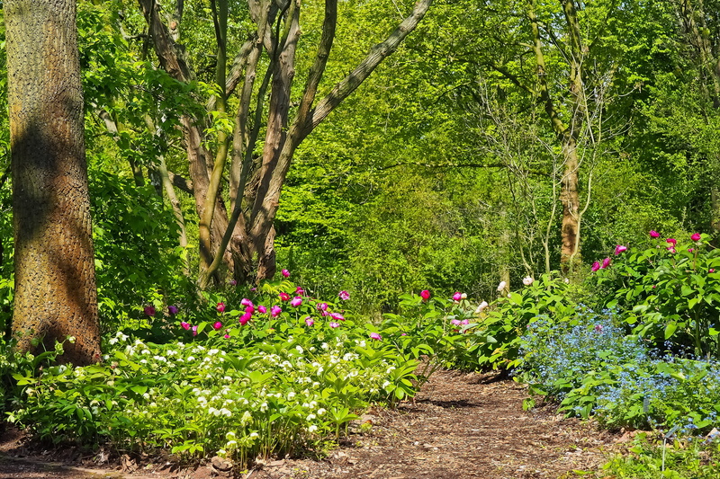 beautiful, red, blue, flowering plant, grass, away, tree, spring flowers, blossomed, growth, flowering trees, harbinger of spring, flourishing tree, mammal