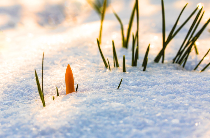 day, purity, spring flower, selective focus, freshness, ice, snow, grasses, no people, close-up, cold temperature, 5K, harbinger of spring, colorful, white color