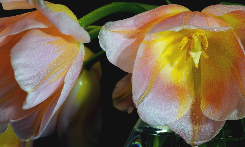 drop of water, emotions, beauty in nature, cup, plant, drops, close, vulnerability, flora, close-up, atmospheric, card greeting, tulip, macro, water, day