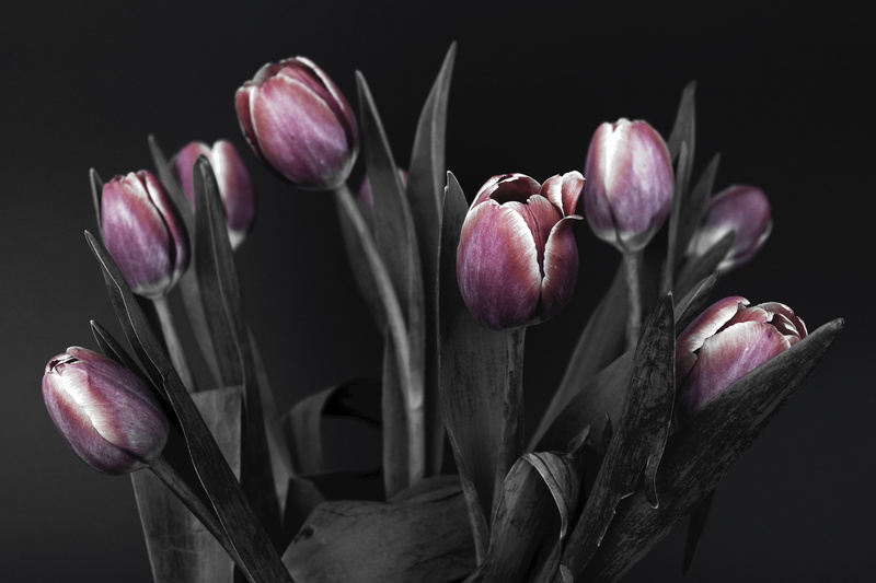 spring awakening, bouquet of flowers, nature, no people, flowers, purple, red, thank you, indoors, black and white, tulips, springtime, mothers day, maroon