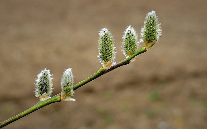 beauty in nature, nature, close-up, green color, the basis of, sprig, botany, focus on foreground, fragility, vulnerability, bud, coniferous tree, environment