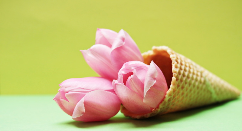 yellow, floral greeting, flower head, spring flower, indoors, early bloomer, tulips in eiswaffel, pink, petal, beauty in nature, photo, softness, day, map